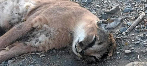 Nesli tehlikede olan Karakulak ölü bulundu