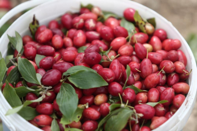 Tek ve ilklerin meyvesi: Kızılcık