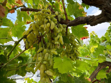 Sıcaklar nedeniyle tarımda verim düştü