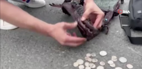 Araçtan timsah kafası çıktı