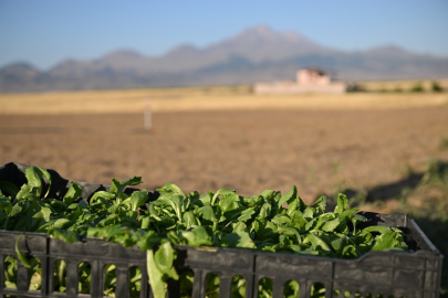 Genç çiftçiler marul üretimine başladı