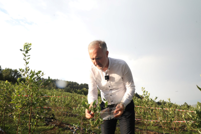 Mavi yemişte hedef 60 ton rekolte