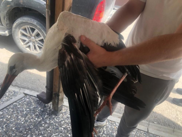 Yaralı leylek evine kavuştu