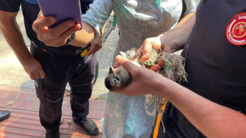 Ayakları ipe dolandı, anıt ağaçta mahsur kaldı