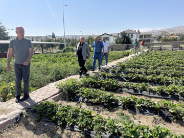 Talas'ta deneme bahçeleri ürün vermeye başladı