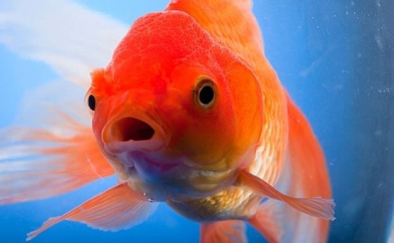 Balıklar konuşabilir mi?