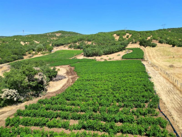 600 dekar atıl tarım arazisi üretime kazandırıldı