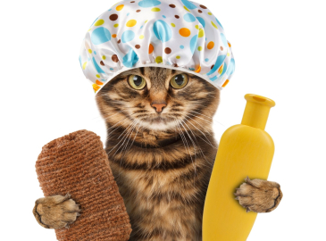 Sevimli kediler dünyaca ünlü logolarda!