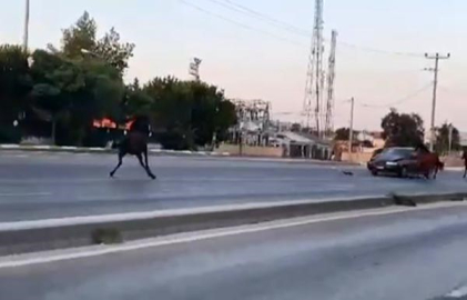 Başı boş at, araca çarptı