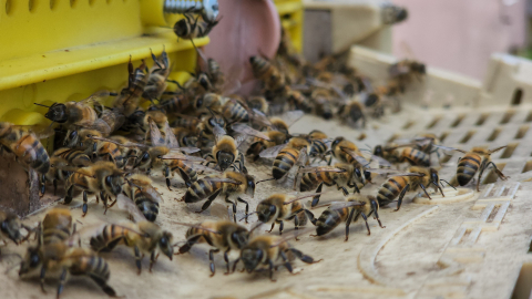O ürün coğrafi işaretle tescillendi