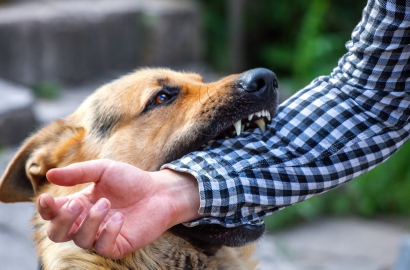 Isırıp bırakmayan köpeğe nasıl müdahale edilir?