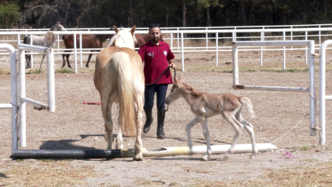 Uludağ Üniversitesi'nde tay sevinci