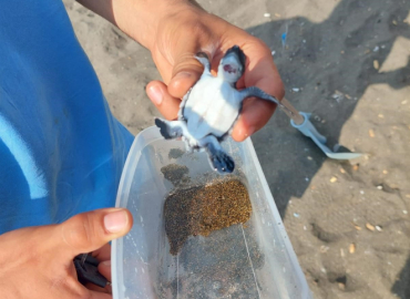 Yaralı yavru kaplumbağa tedavi altında