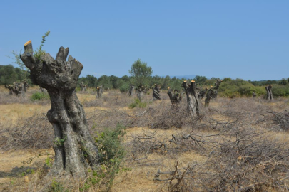 Zeytin ağacı yerine villa tercih edildi