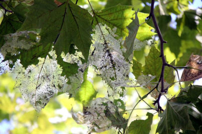 Ağaçlar, yok olma tehlikesiyle karşı karşıya