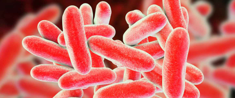 Lejyoner hastalığı tehlike saçıyor