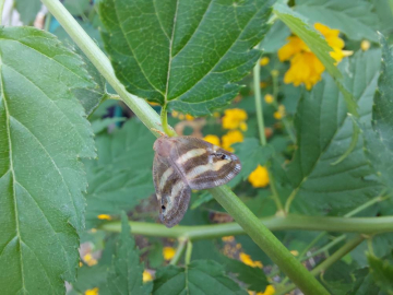 'Vampir Kelebek' tekrar görüldü