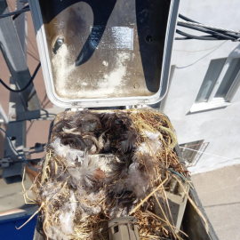 Lambanın içine yuva yapan kuş ekipleri durdurdu