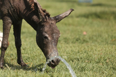 Ceren'in sağlığı emin ellerde