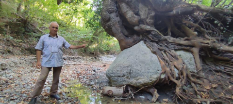 Ağaç köklerin gücü adına