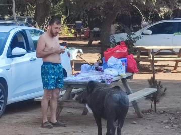 Domuzları elleriyle beslediler