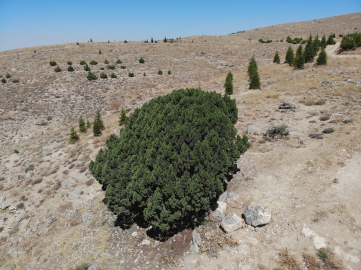 700 yıllık ağaç tescillendi