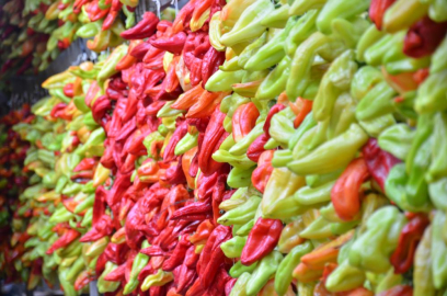 Tescilli Kale biberi hasatı devam ediyor