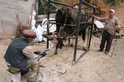 İneklerin manikür pedikürü ondan sorulur