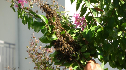 Ağaçta oğul veren bal arıları, vatandaş tarafından alındı