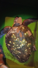 Yaralı olan deniz kaplumbağası için seferber oldular