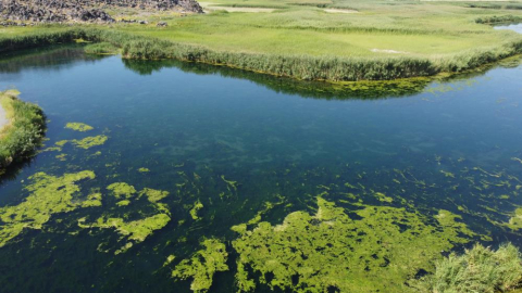 Karasu akarsuyu yosunlarla kaplandı