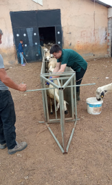Küçükbaş hayvanların aşı ve küpe takma işlemleri hızlandırılıyor