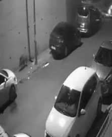 Şehre yaban domuzları indi