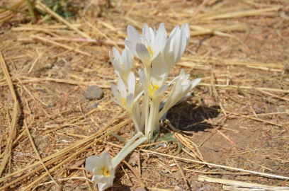 Sonbaharın habercisi olan çiçekler açtı
