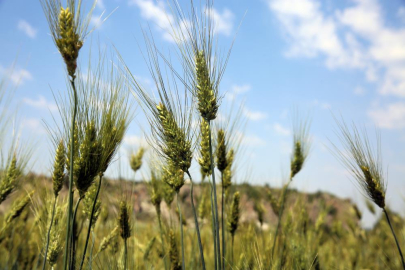 Buğday boyu insan boyunu geçti