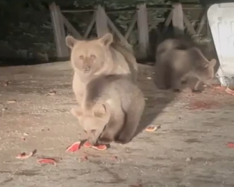 Uludağ'daki aç ayılar çöpte yiyecek aradı