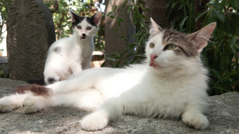 Kedilere asit döktüler!