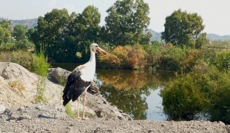 Yeşil leyleğin Afrika hayali suya düştü