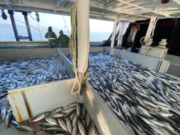 Havaların serinlemesiyle palamut kendini gösterdi