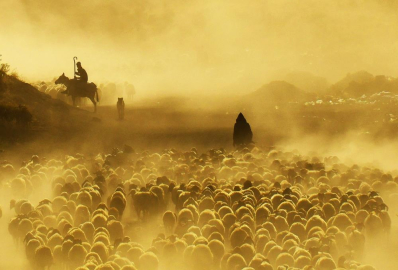 Film sahnesi gibi sürü yolculuğu