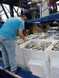 Balık avı sezonu ile birlikte denetimler de başladı