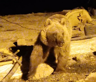 Yüksekova’da ayılar bir şantiyeyi mesken tuttu