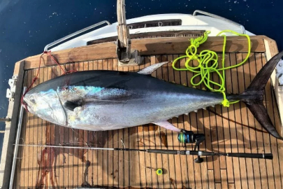 160 kiloluk dev orkinos yakaladılar