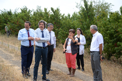 BUÜ'de 120 çeşit şeftalinin hasadı yapıldı