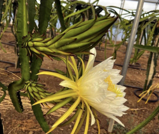 Bursa'da ejder meyvesi yetiştirdi