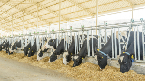 Endüstriyel hayvancılığın doğaya etkisi