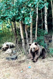 Ayılar zarar vermez dedi, saldırıya uğradı