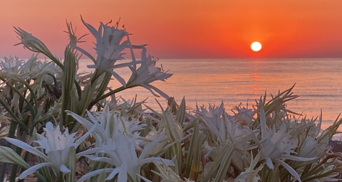 Bu çiçeği koparmanın cezası 244 bin TL