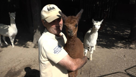 'Eylül' isimli alpakaya yoğun ilgi