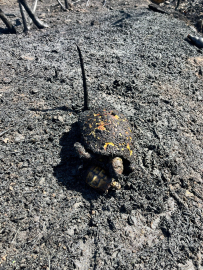 Kaplumbağa yavrusuna siper oldu